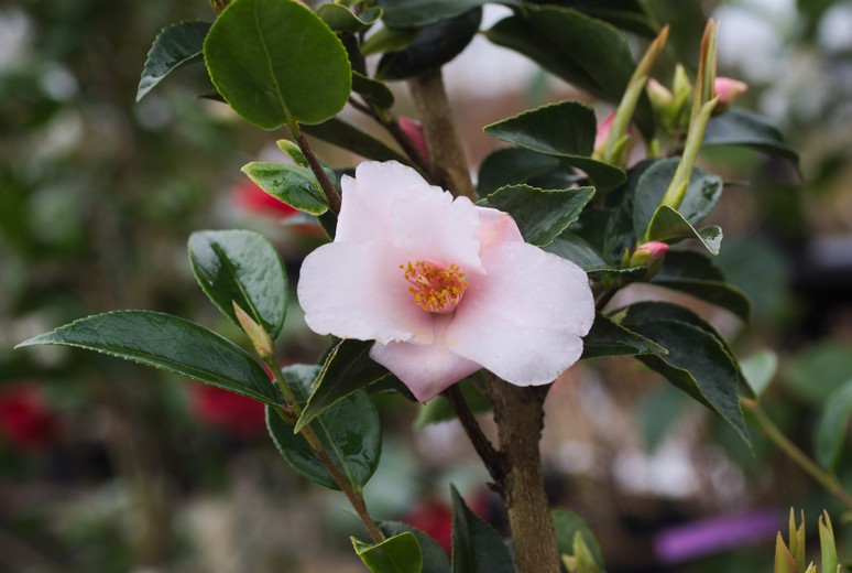 Camellia 'Toki-hime'