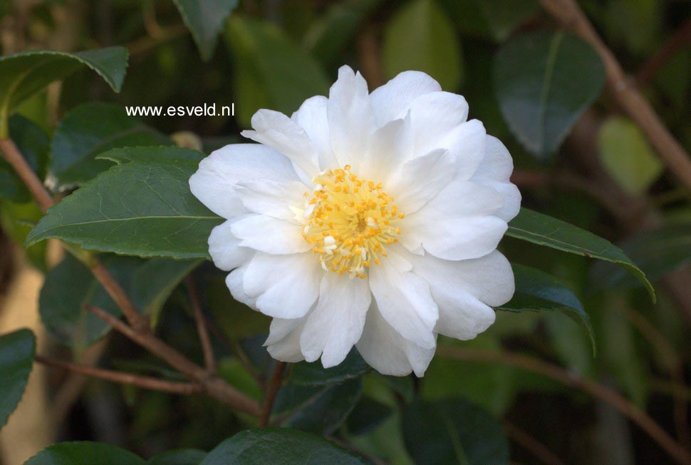 Camellia 'Winter's Cupid'