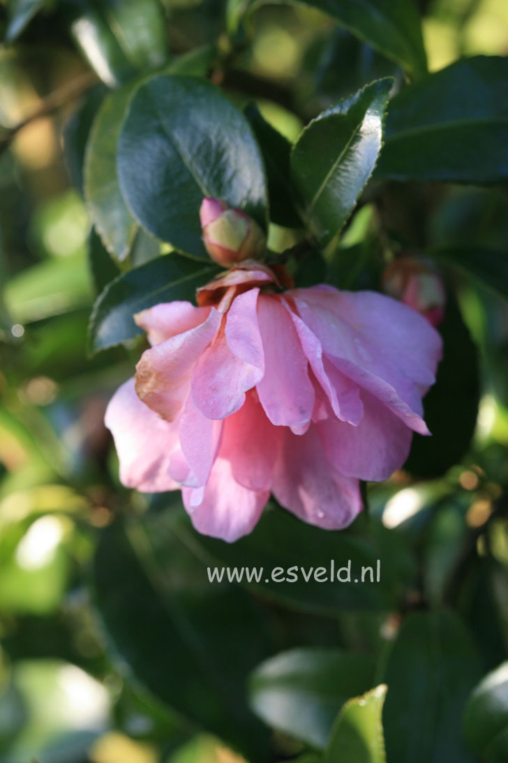 Camellia 'Winter's Dream'