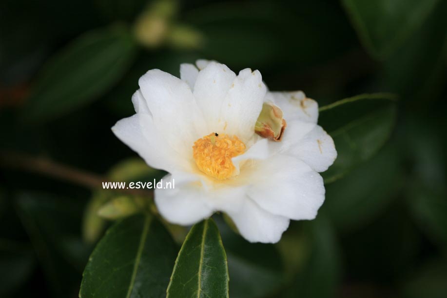 Camellia 'Winter's Moonlight'