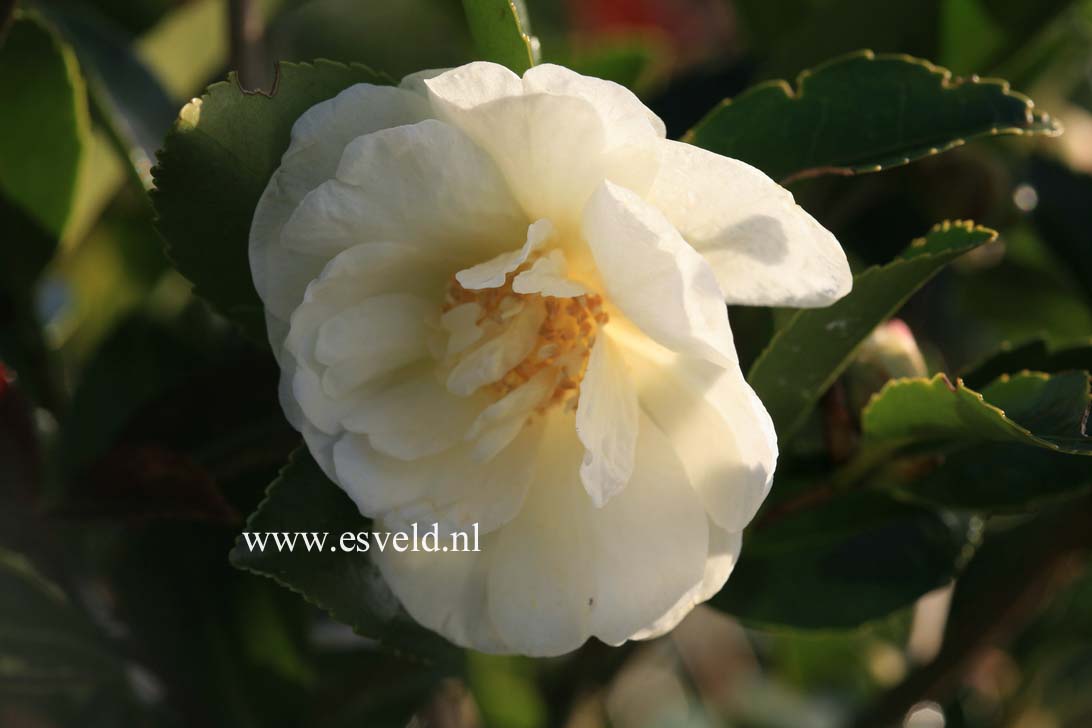 Camellia 'Winter's Snowman'