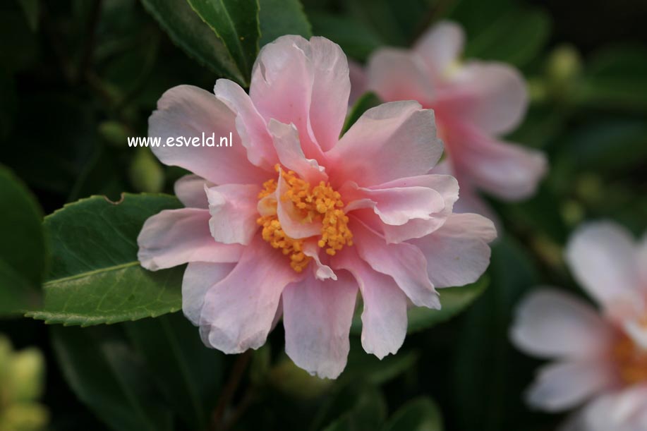 Camellia 'Winter's Toughie'