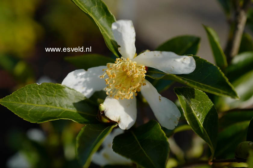Camellia brevistyla