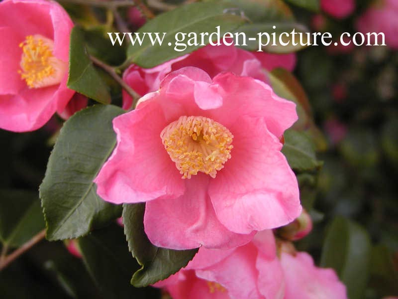 Camellia fragrans 'Koto-no-Kaori'