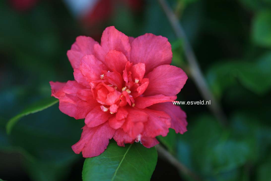 Camellia hiemalis 'Bonanza'