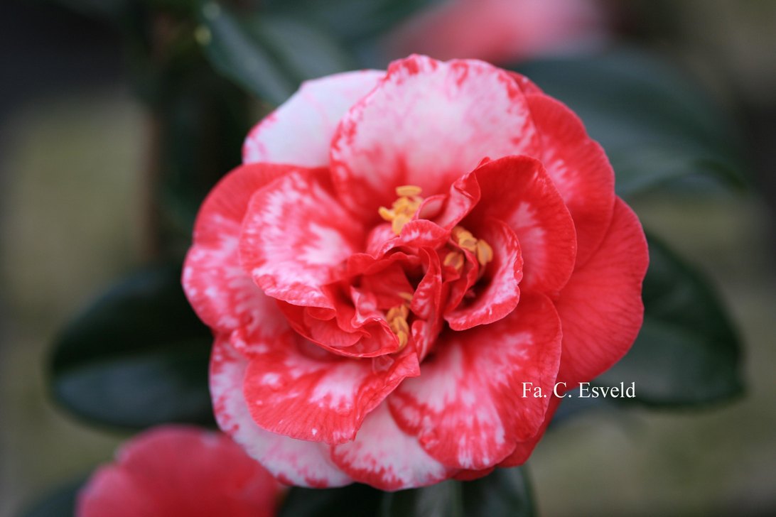 Camellia japonica 'Adolphe Audusson'
