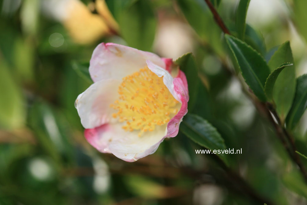 Camellia japonica 'April Blush' (21636)