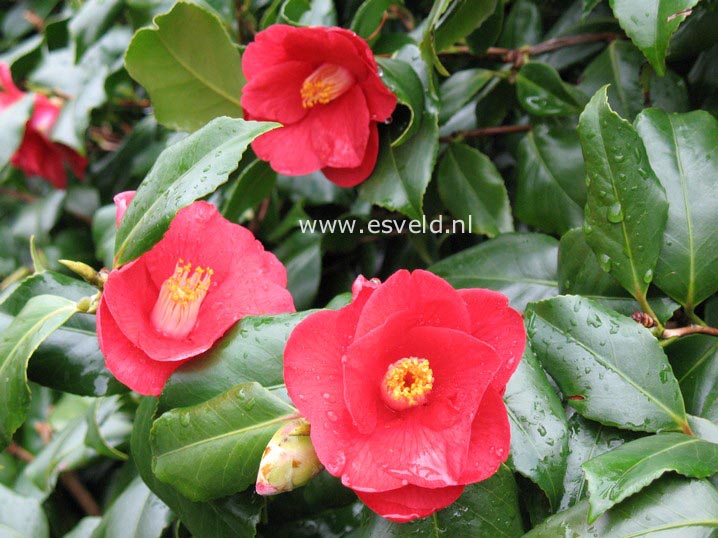 Camellia japonica 'Ascona'