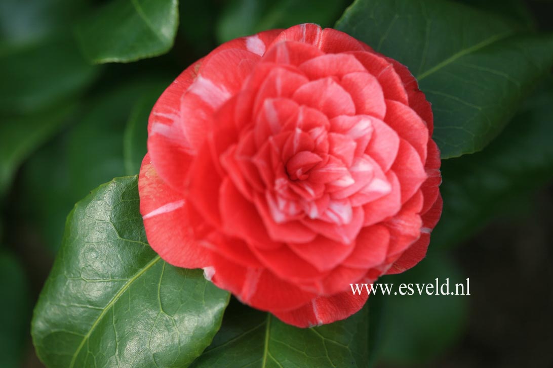 Camellia japonica 'Bacchioli'