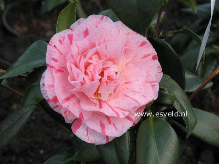 Camellia japonica 'Bella Romana'