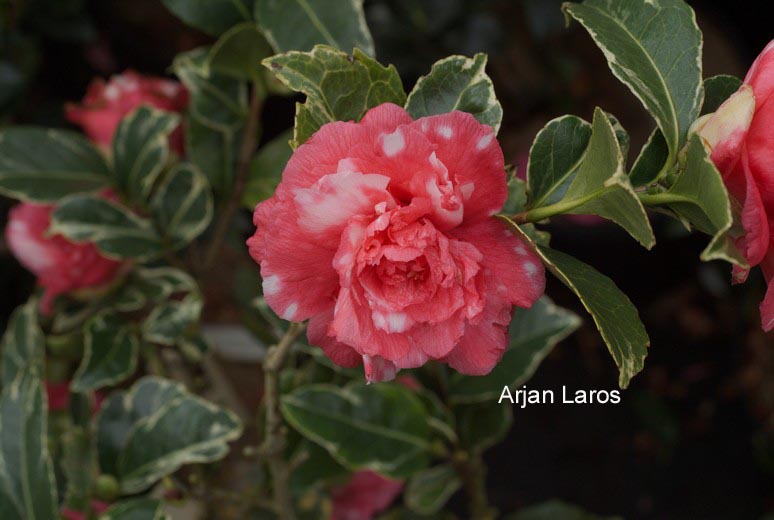 Camellia japonica 'Benten-kagura'