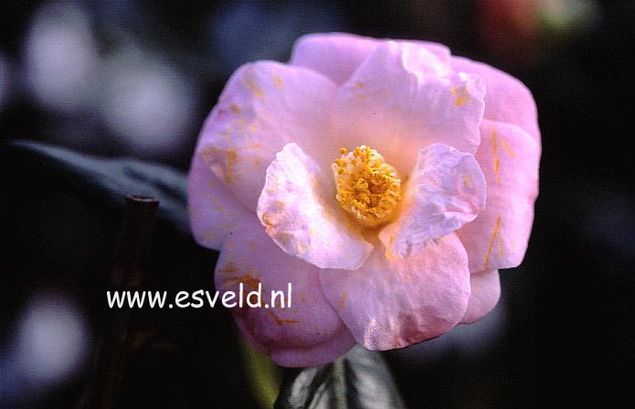 Camellia japonica 'Berenice Boddy'
