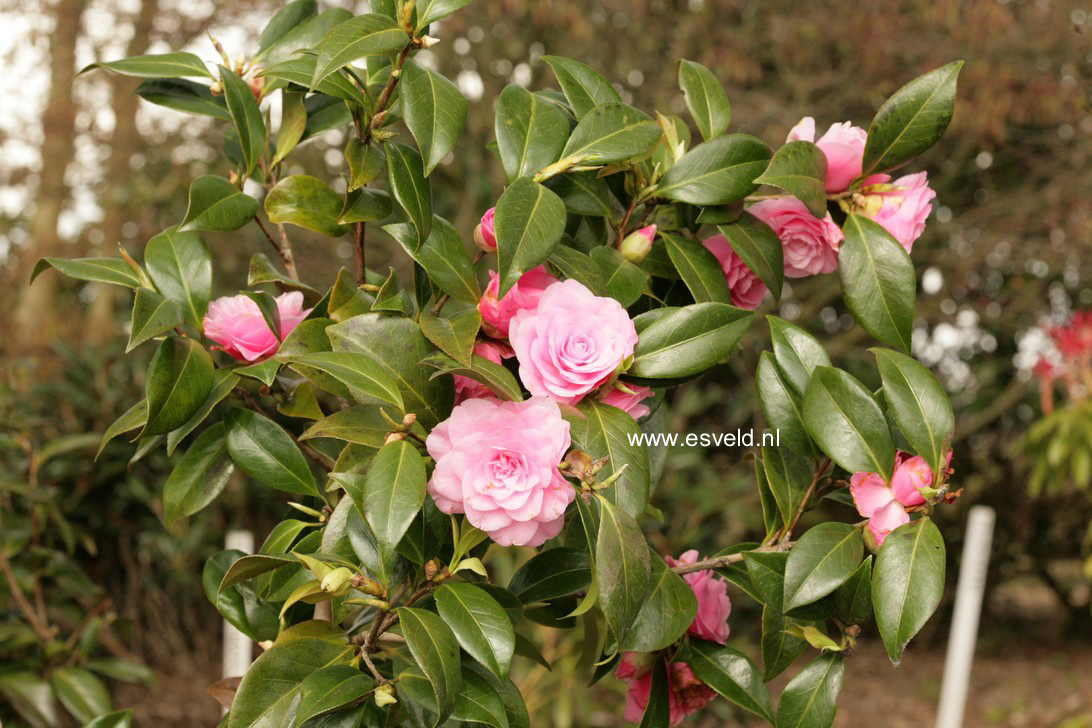Camellia japonica 'Betty Ridley'