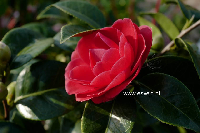 Camellia japonica 'Black Tie' (B4432)