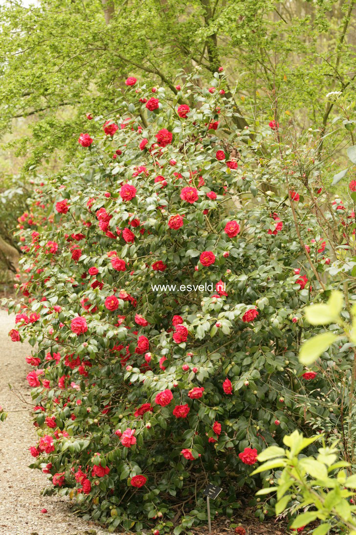 Camellia japonica 'Blood of China'