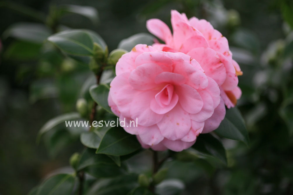 Camellia japonica 'Bonomiana Nova'
