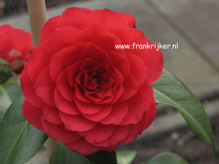 Camellia japonica 'C.M. Hovey'