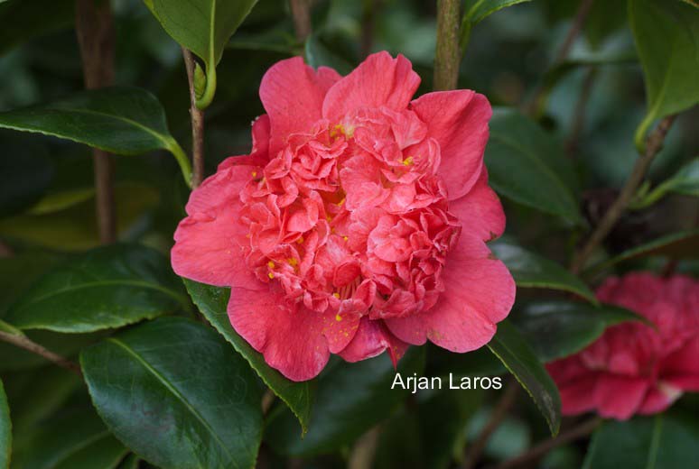 Camellia japonica 'Cardinal's Cap'