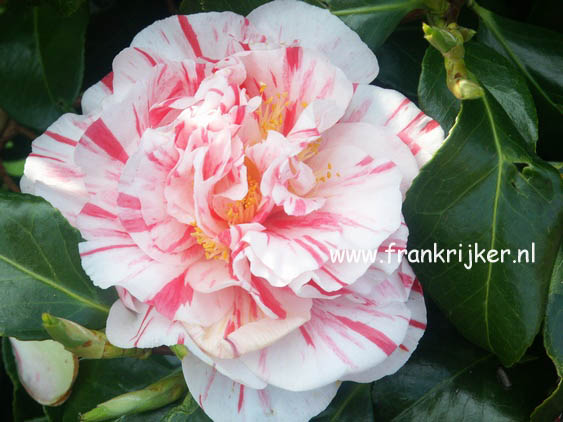 Camellia japonica 'Chameleon'