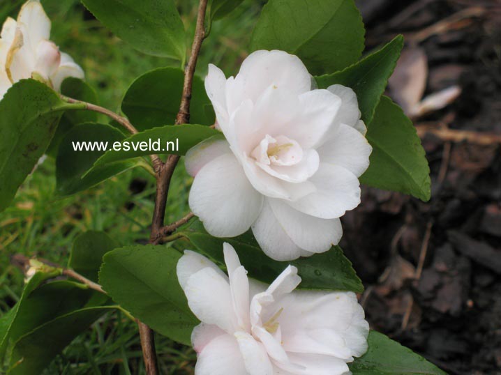 Camellia japonica 'Cinnamon Cindy' (47080)