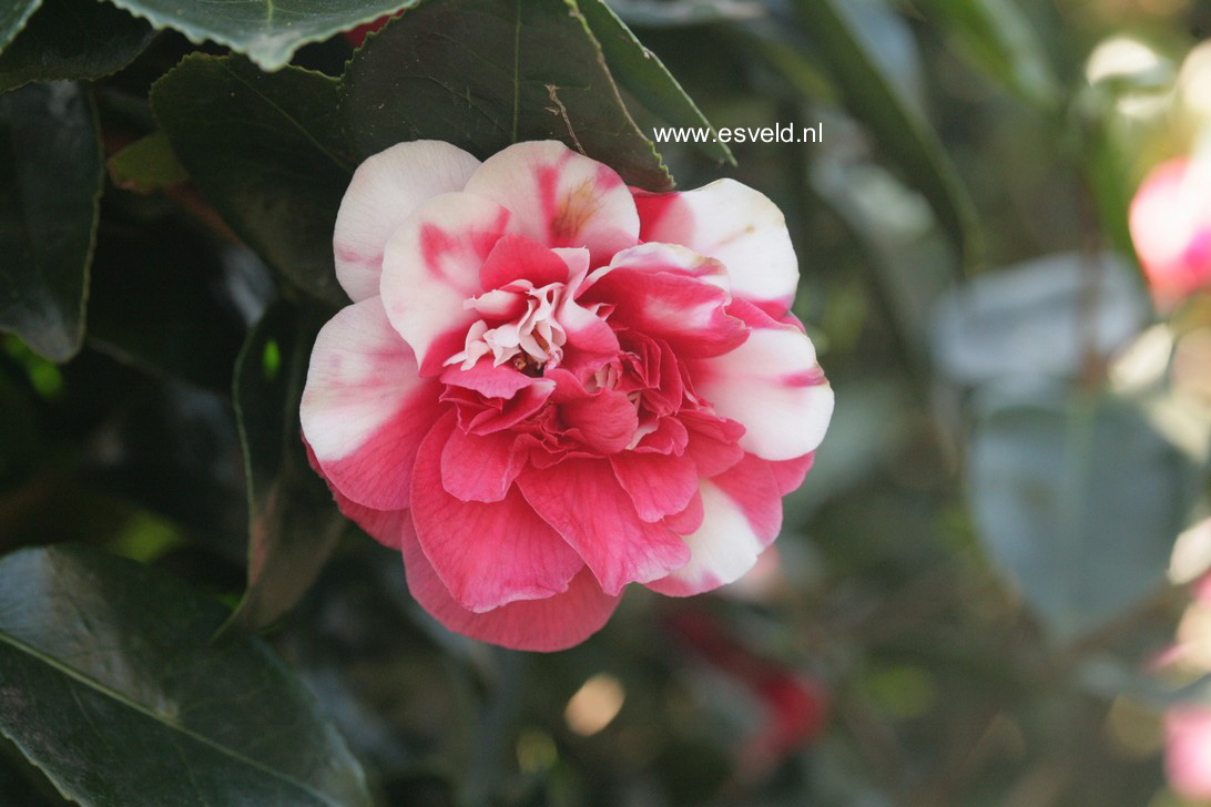 Camellia japonica 'Collettii'