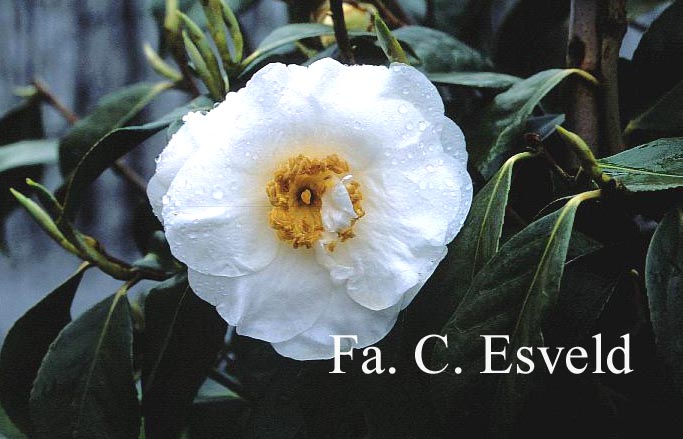 Camellia japonica 'Coronation'