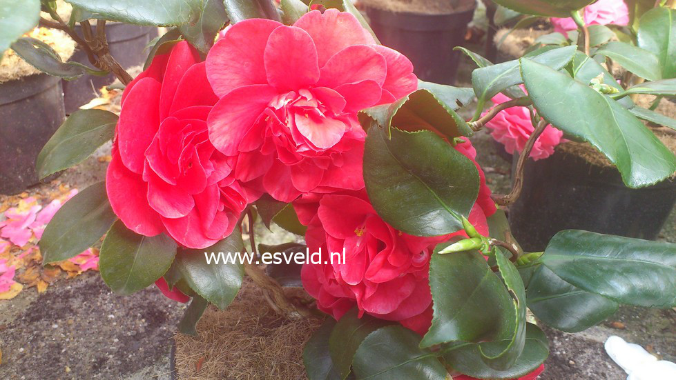Camellia japonica 'Curly Lady'