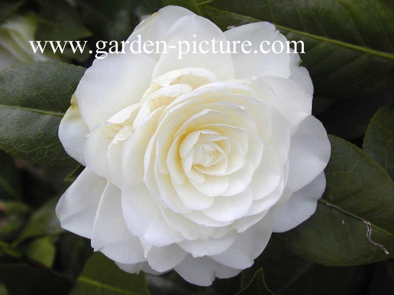 Camellia japonica 'Dahlohnega'