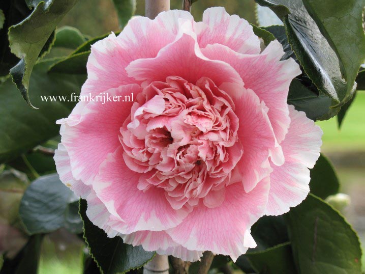 Camellia japonica 'Elegans Splendor'