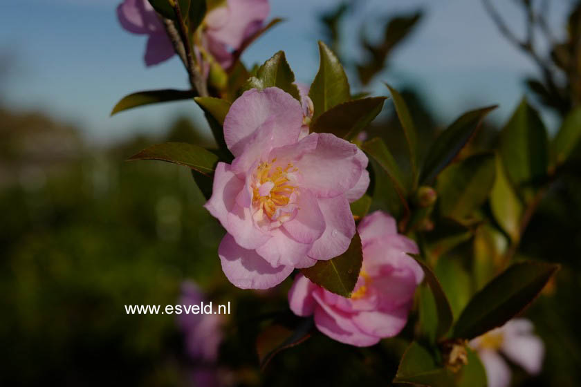Camellia japonica 'Fiori di Lago Maggiore'