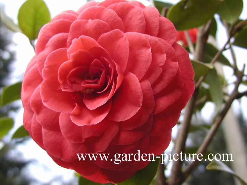 Camellia japonica 'Glenn 40' Camellia japonica 'Glenn 40'