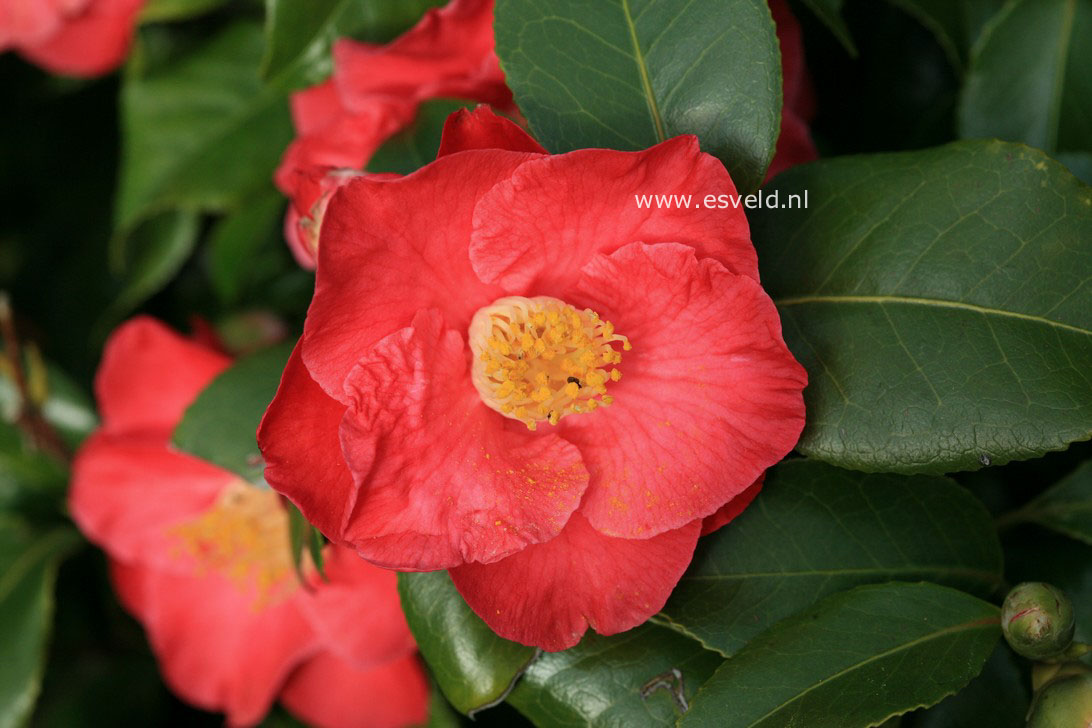 Camellia japonica 'Gloire de Nantes'