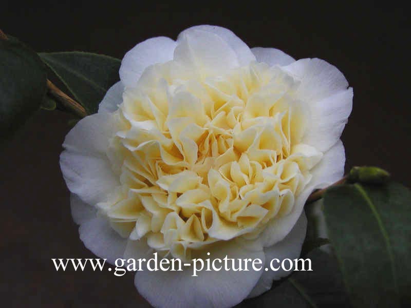 Camellia japonica 'Gwenneth Morey' Camellia japonica 'Gwenneth Morey'