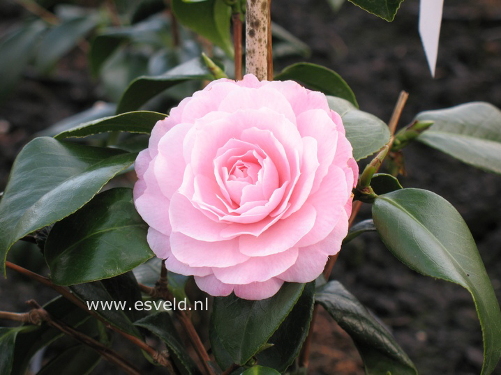 Camellia japonica 'Happy Holidays' (47121)