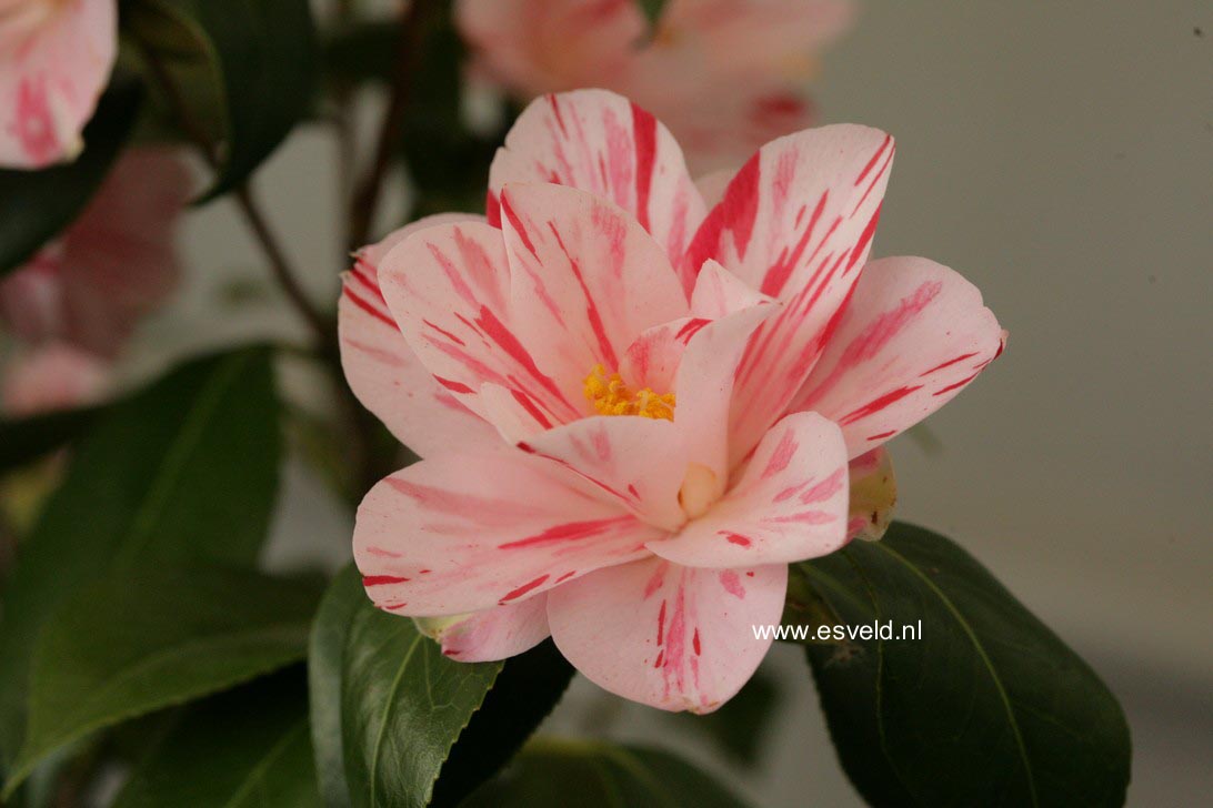 Camellia japonica 'Haru-no-utena'