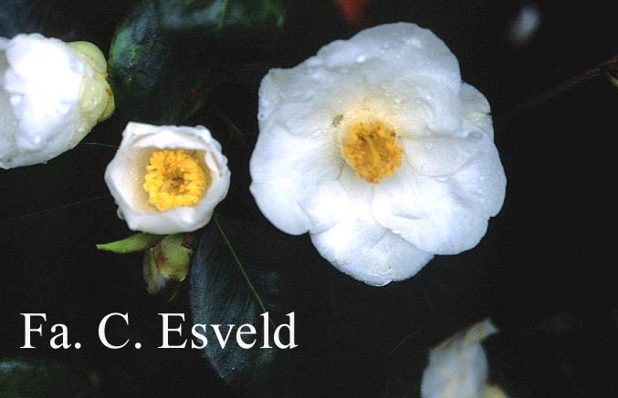 Camellia japonica 'Hectotiana' Camellia japonica 'Hectotiana'