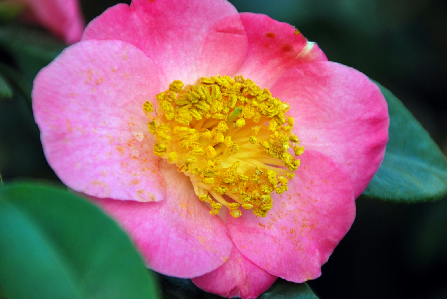 Camellia japonica 'Hi-no-tsuri'