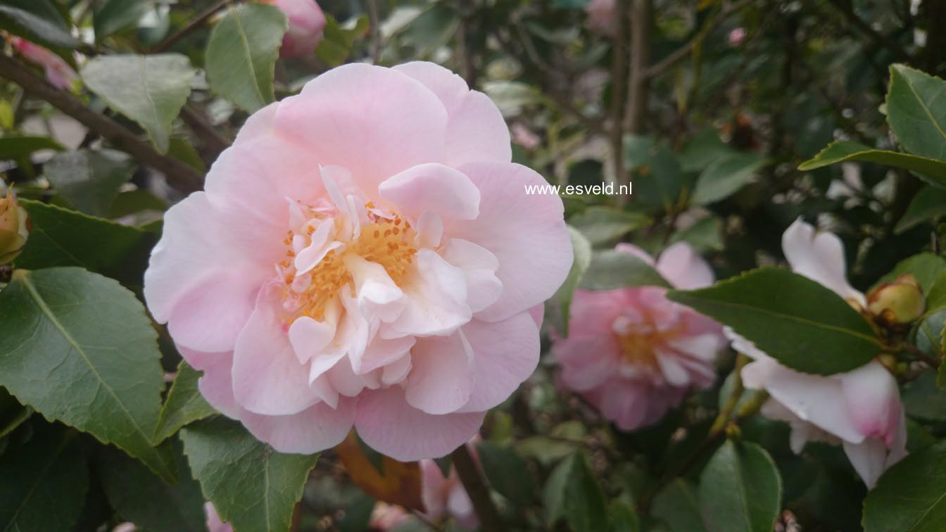Camellia japonica 'High Fragrance'