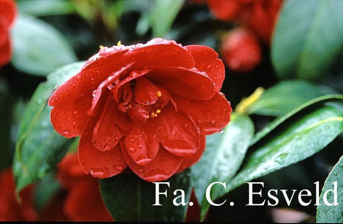 Camellia japonica 'Jean Renaud' Camellia japonica 'Jean Renaud'