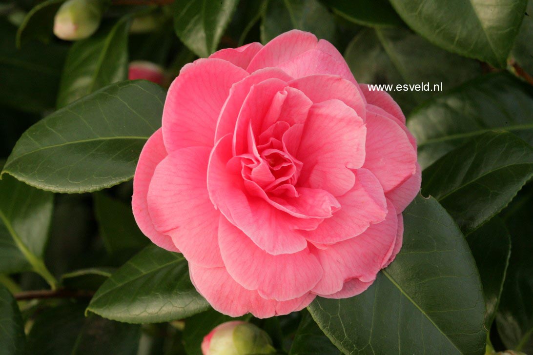 Camellia japonica 'Jerry Hill'