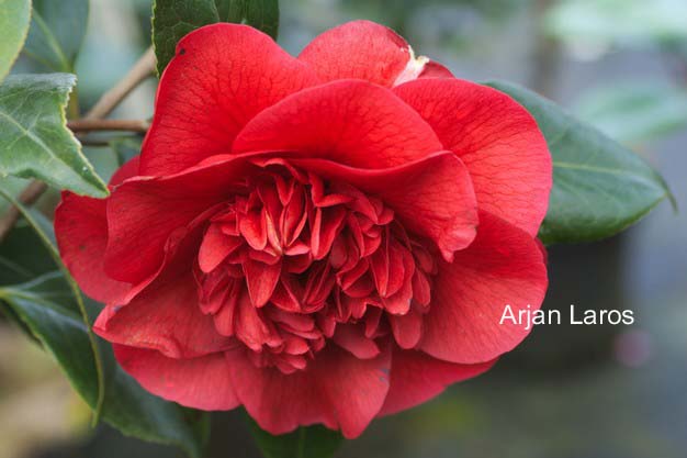 Camellia japonica 'John Tooby'