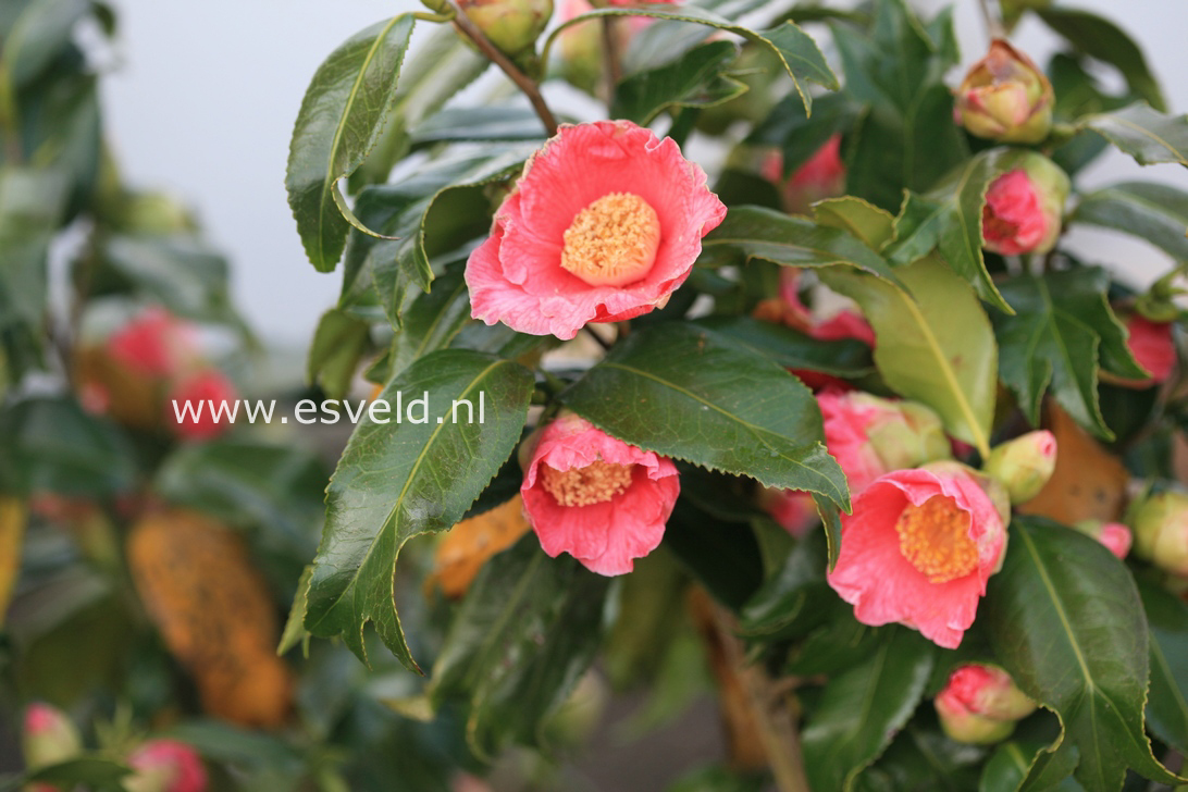 Camellia japonica 'Kingyo-tsubaki'