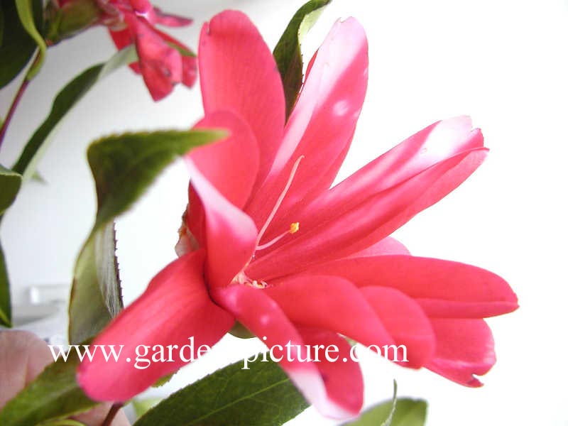 Camellia japonica 'Kujaku-tsubaki'