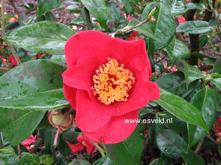 Camellia japonica 'Kumagai' (62286)