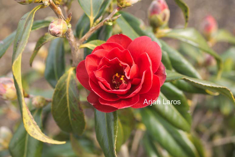 Camellia japonica 'Kuro Delight'