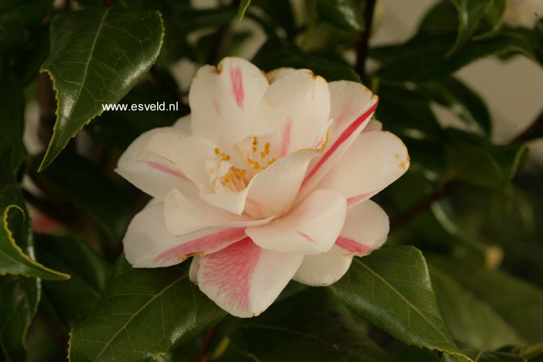 Camellia japonica 'Lady Vansittart'