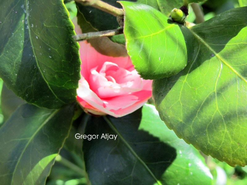 Camellia japonica 'Lavinia Maggi'