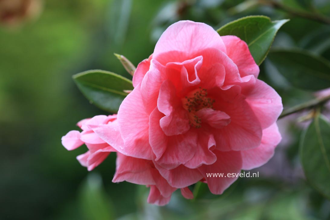 Camellia japonica 'Leonard Messel'