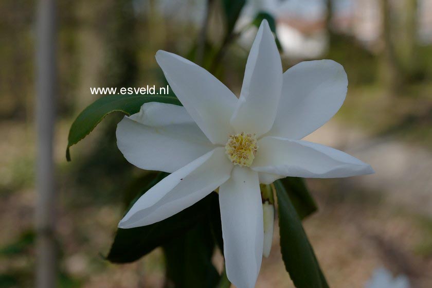 Camellia japonica 'Lily Pons'