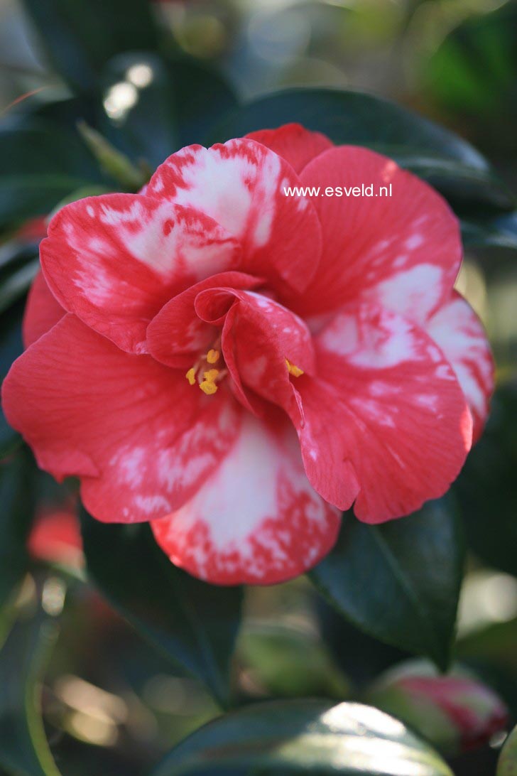 Camellia japonica 'Masayoshi'